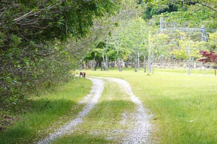 旧近鉄大阪線跡（東青山）